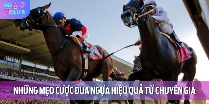 Những mẹo cược đua ngựa hiệu quả từ chuyên gia